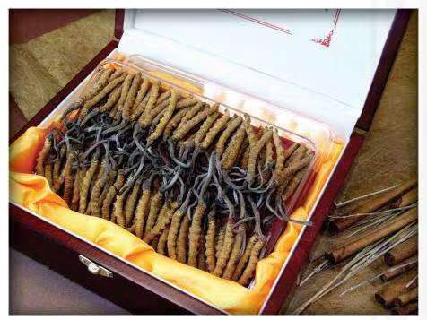 渠县冬虫夏草回收